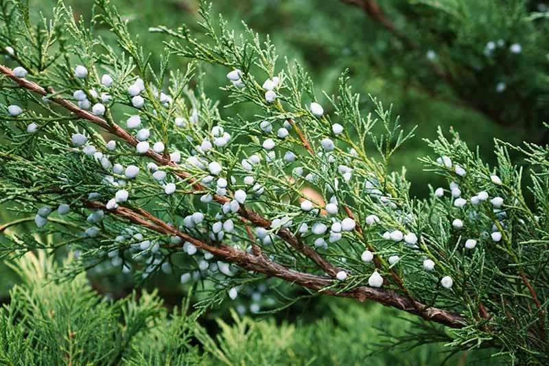 Juniper Berries