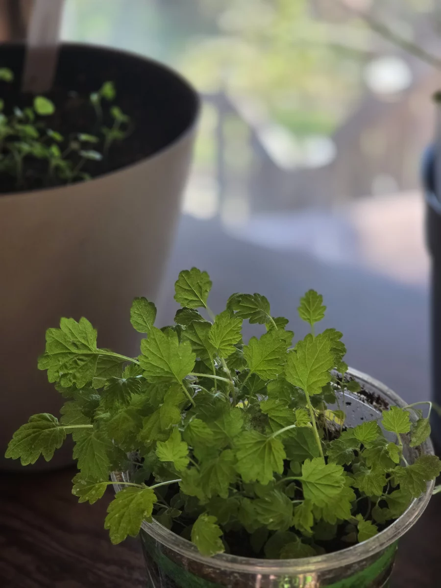 Mugwort
