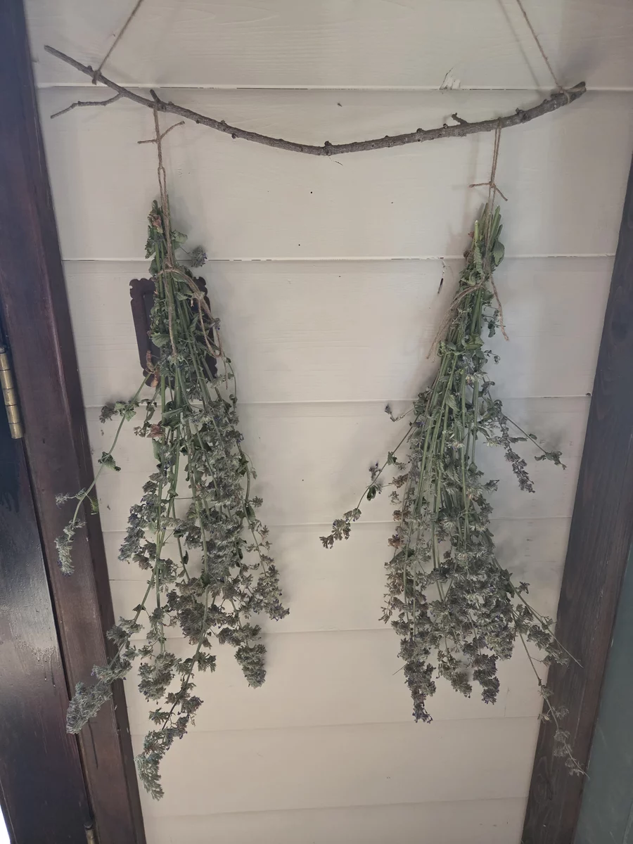 Russian Sage