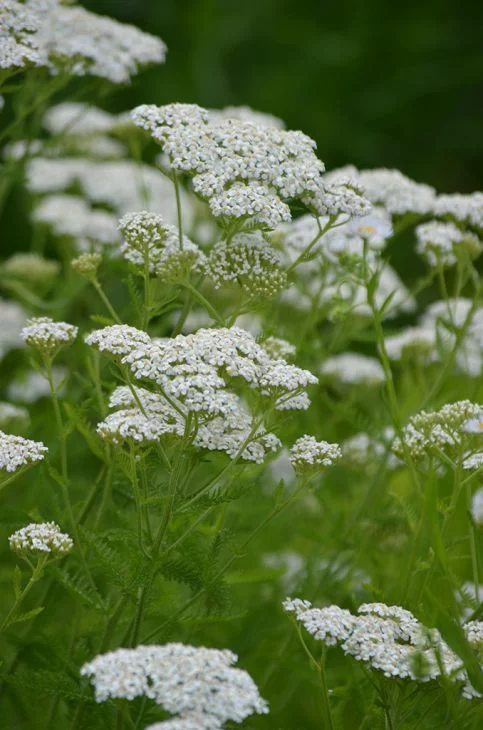 Yarrow